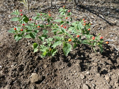 Capsicum annuum glabriusculum