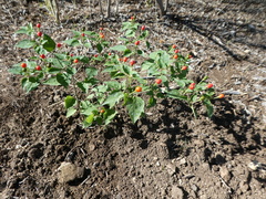 Capsicum annuum glabriusculum