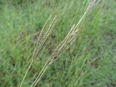 Dichanthium annulatum