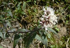 Eupatorium fortunei