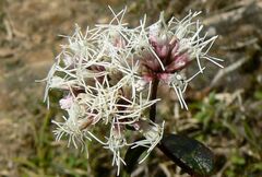 Eupatorium fortunei
