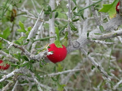 Ibervillea tenuisecta