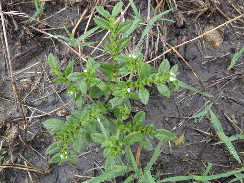 Pringle's heliotrope (Euploca pringlei)