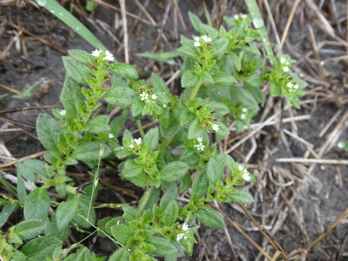 Pringle's heliotrope (Euploca pringlei)