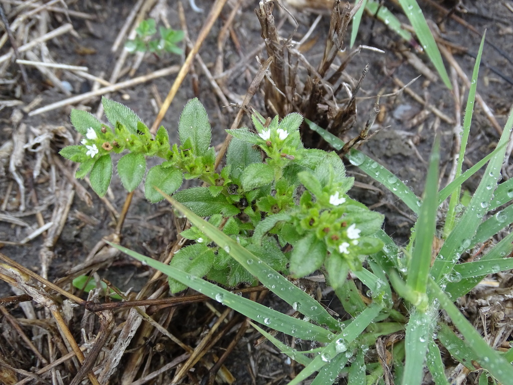 Pringle's heliotrope (Euploca pringlei)