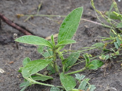 Ditaxis humilis