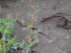 Hoffmannseggia glauca