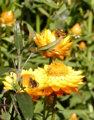 Taractrocera papyria