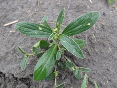 Ditaxis humilis
