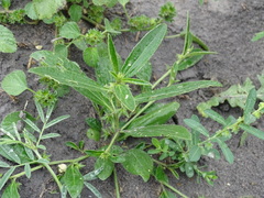 Ditaxis humilis