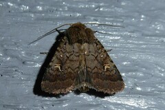 Proteuxoa tetronycha