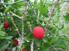 Ibervillea tenuisecta