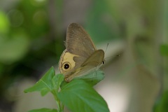 Hypocysta pseudirius