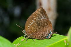 Arhopala centaurus