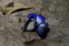 Psychonotis caelius
