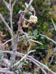 Withania frutescens