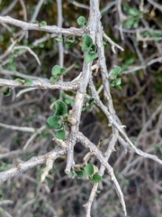Withania frutescens