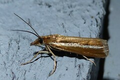 Orocrambus