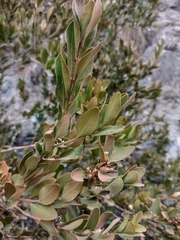 Buxus balearica