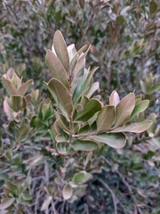 Buxus balearica