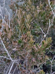 Buxus balearica