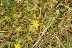 Hypericum pusillum