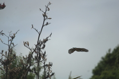 Todiramphus sanctus vagans