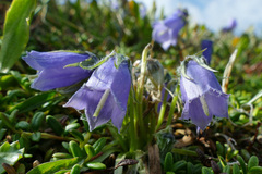 Campanula alpina