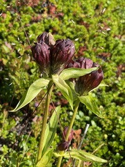 Gentiana purpurea
