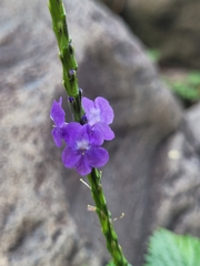 Stachytarpheta