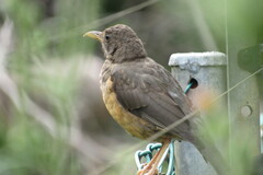 Turdus olivaceus
