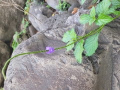 Stachytarpheta