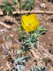 Argemone mexicana