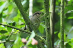 Phylloscopus collybita collybita