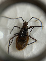 Pyrrhocoroidea