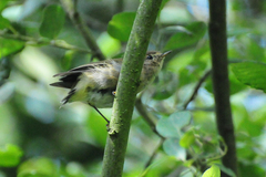 Phylloscopus collybita collybita