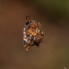 Gasteracanthinae