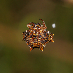 Gasteracanthinae