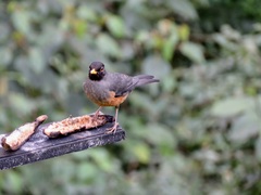Turdus fulviventris