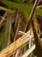 Stenoptilia zophodactylus