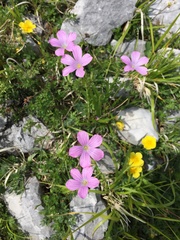 Linum viscosum