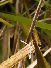 Stenoptilia zophodactylus