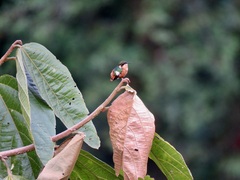 Chaetocercus heliodor