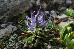 Phyteuma globulariifolium