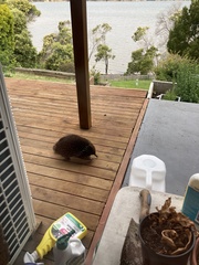 Tachyglossus aculeatus setosus