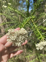 Ozothamnus diosmifolius