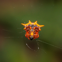 Gasteracanthinae