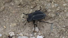 Stenomorpha opaca