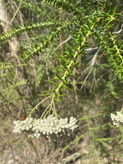 Ozothamnus diosmifolius