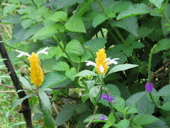 Pachystachys lutea